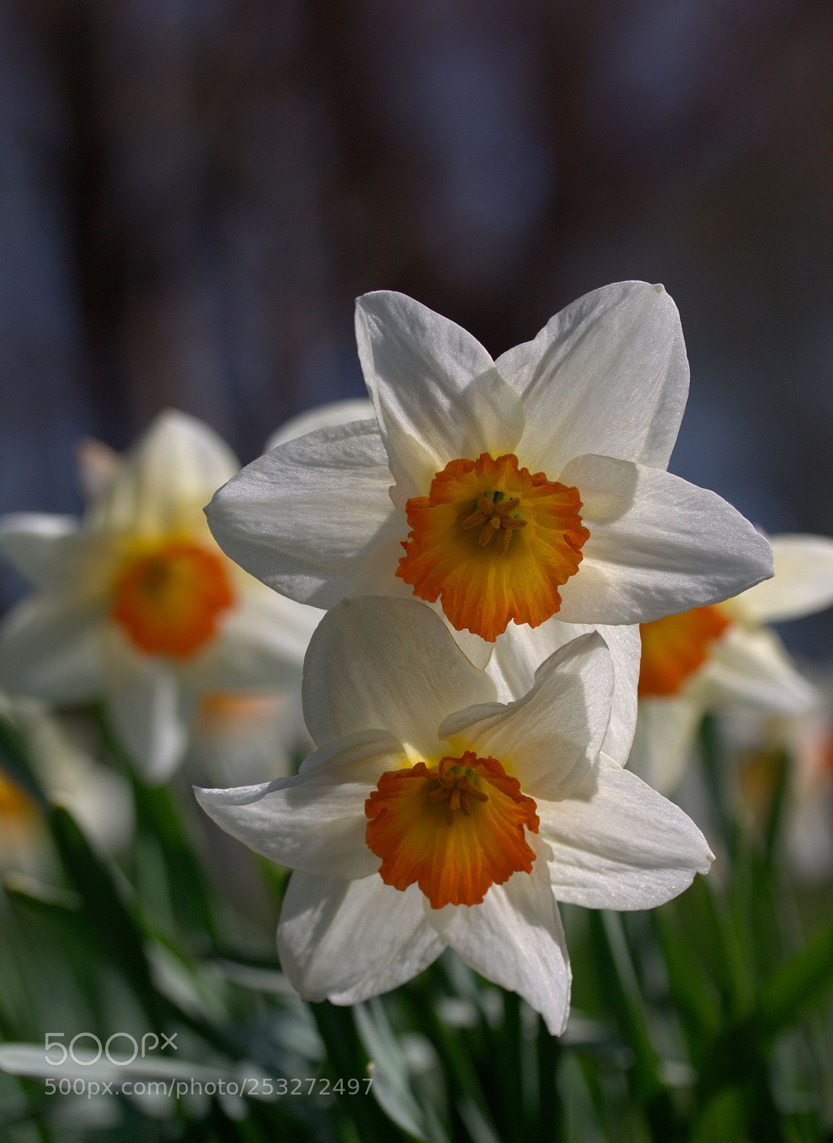 Canon EOS 700D (EOS Rebel T5i / EOS Kiss X7i) sample photo. Narzissen photography