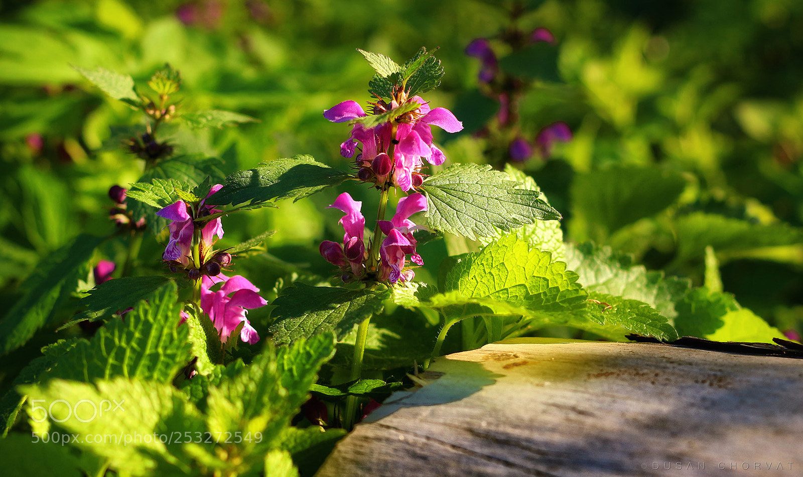 Canon EOS 100D (EOS Rebel SL1 / EOS Kiss X7) sample photo. Spring mood photography