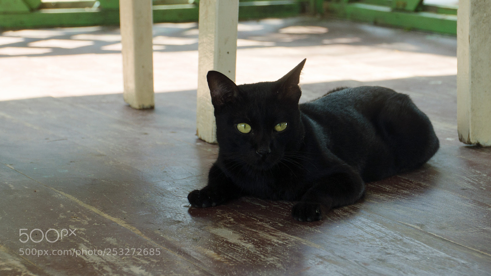Nikon D5000 sample photo. Black thai cat photography
