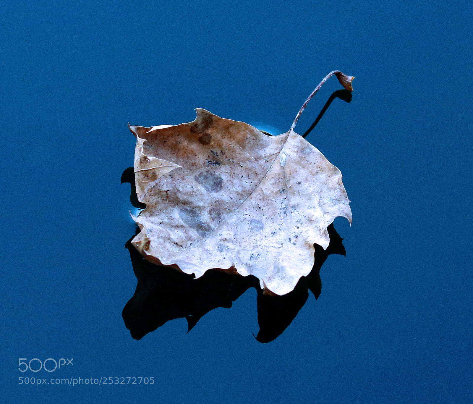Canon EOS 7D Mark II sample photo. Floating leaf photography