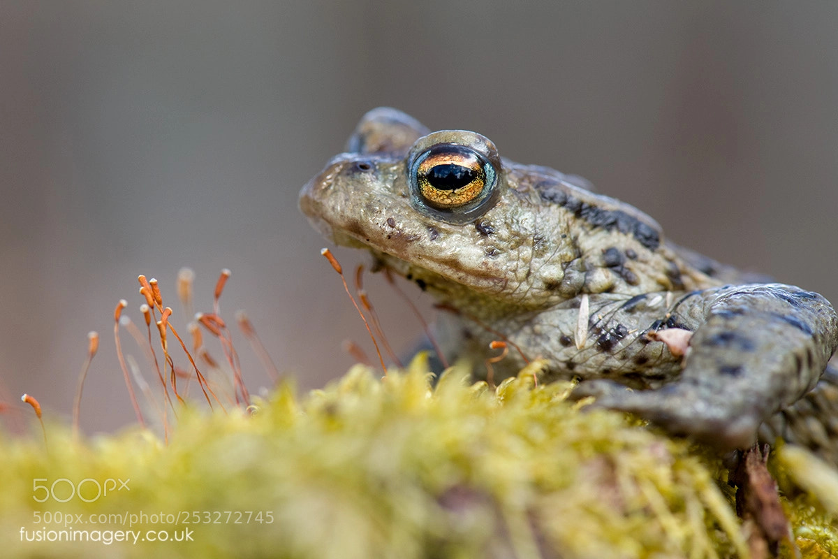 Nikon D850 sample photo. Mr toad photography