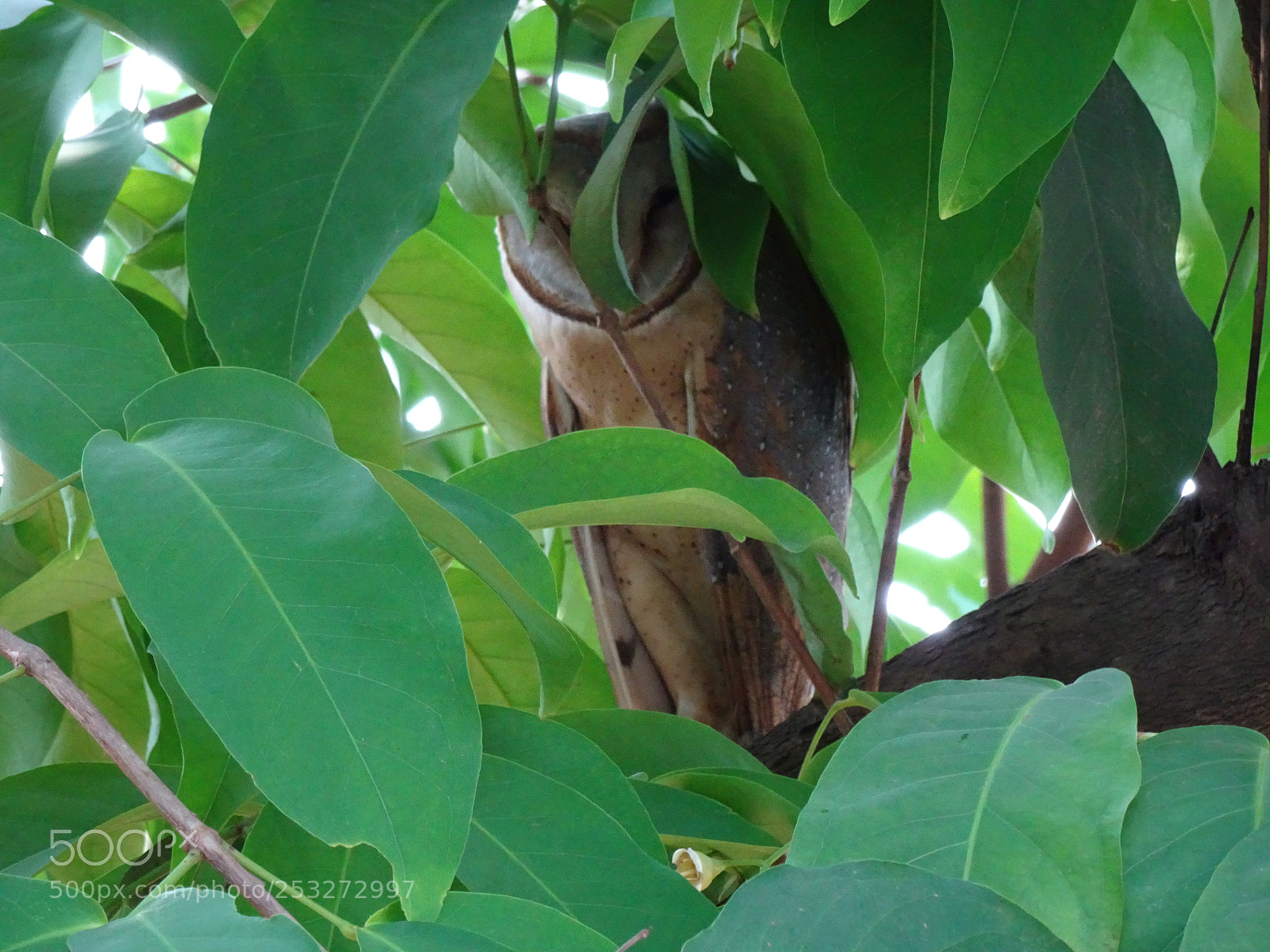 Sony Cyber-shot DSC-HX90V sample photo. Barn owl photography
