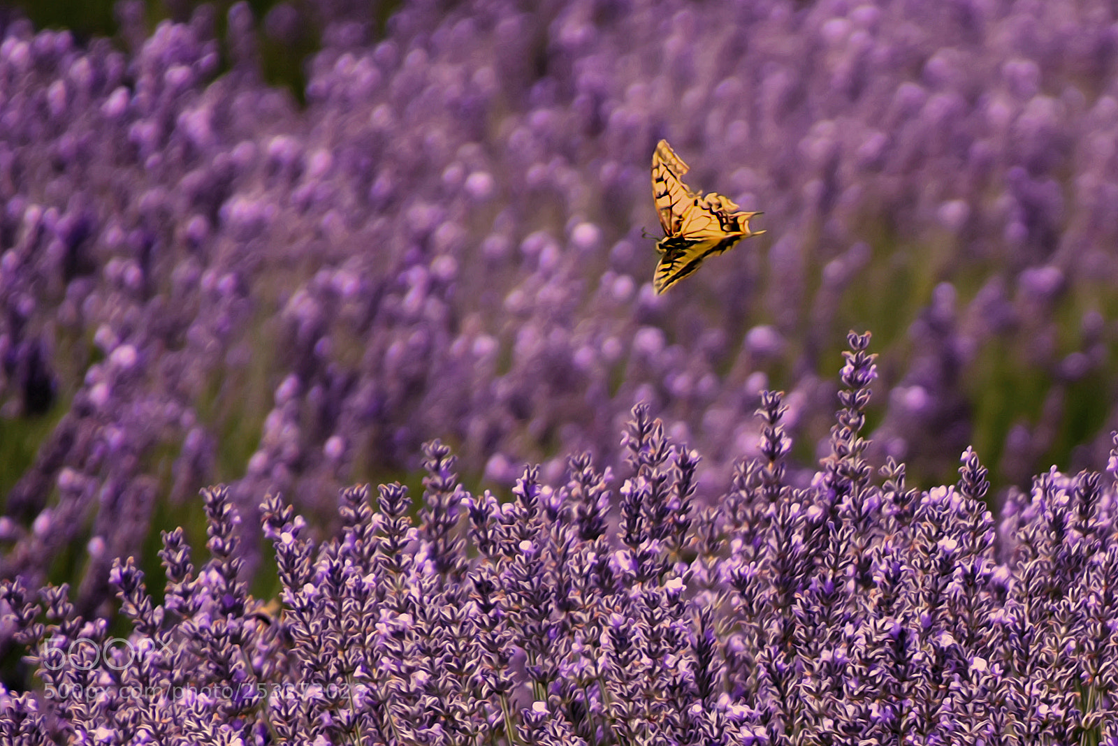 Nikon D5500 sample photo. Sobre los campos de photography
