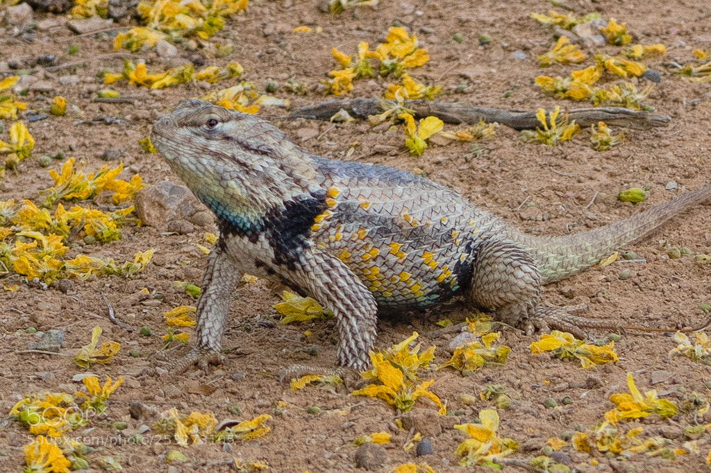 Olympus OM-D E-M5 II sample photo. Desert spiny lizard photography