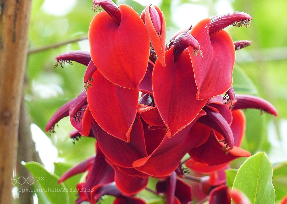 Panasonic Lumix DMC-FZ200 sample photo. Ceibo... photography