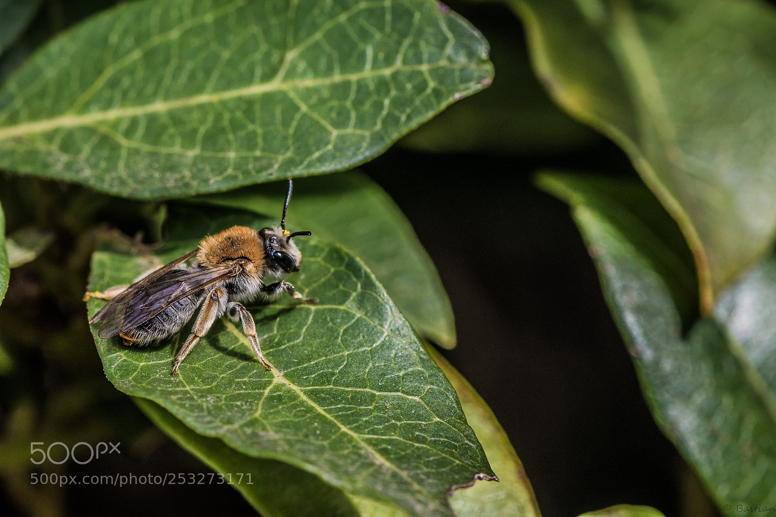 Nikon D7200 sample photo. Male mason bee photography