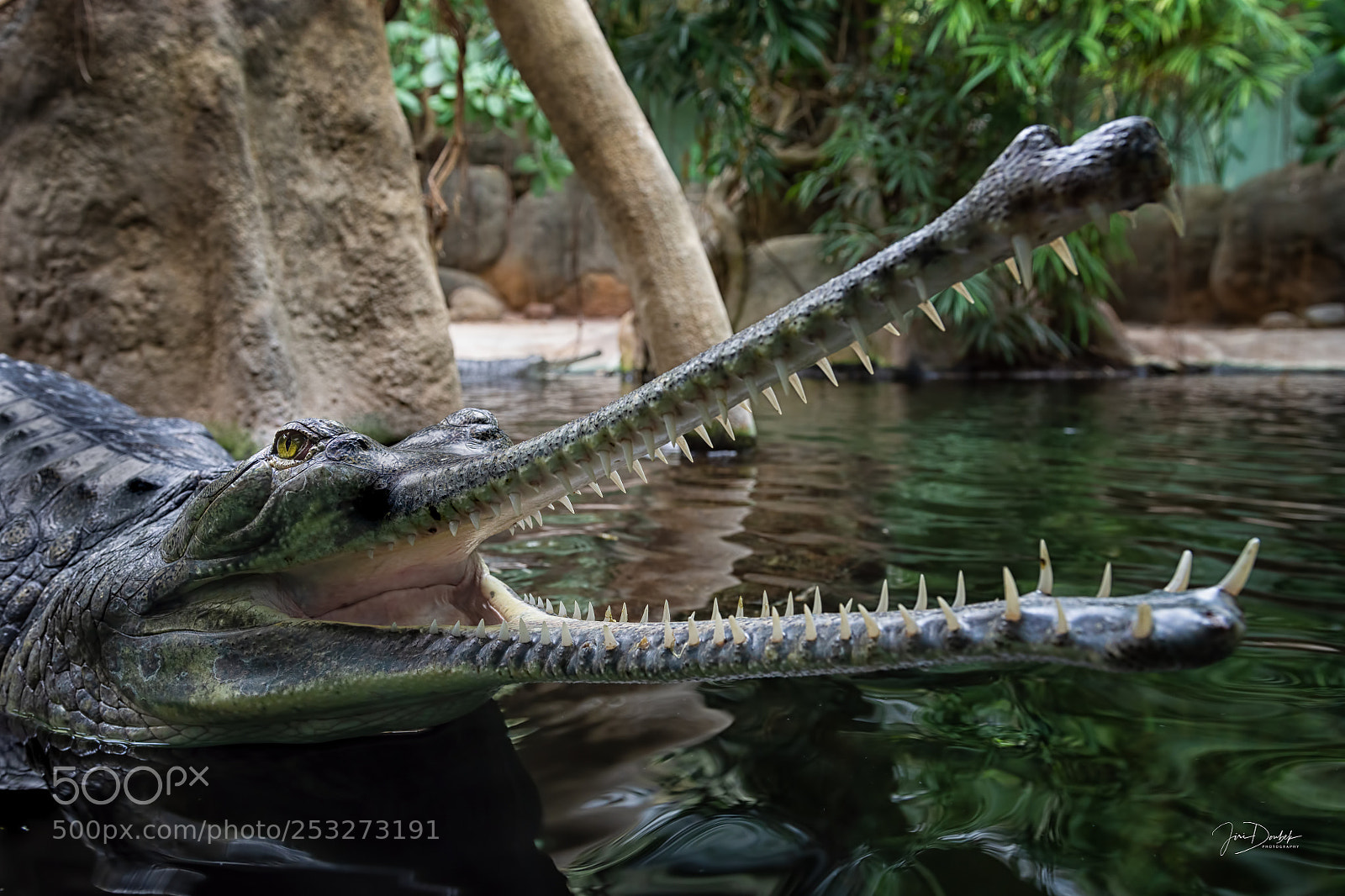 Nikon D7200 sample photo. Gavial indický photography