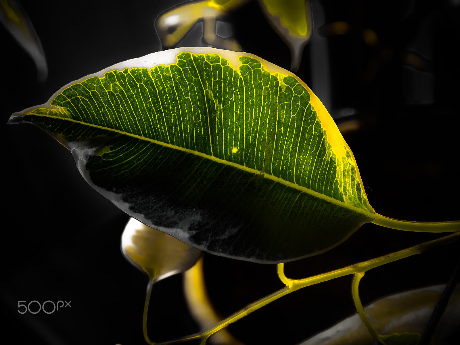Panasonic DC-TZ91 sample photo. Ficus birkenfeige photography
