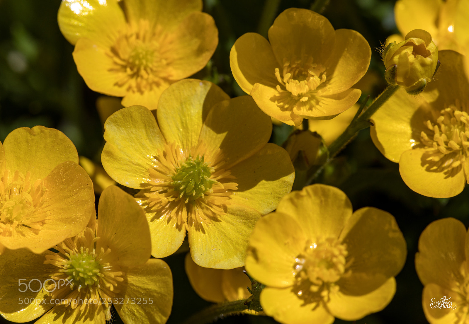 Canon EOS 5D Mark IV sample photo. Yellow and more yellow photography