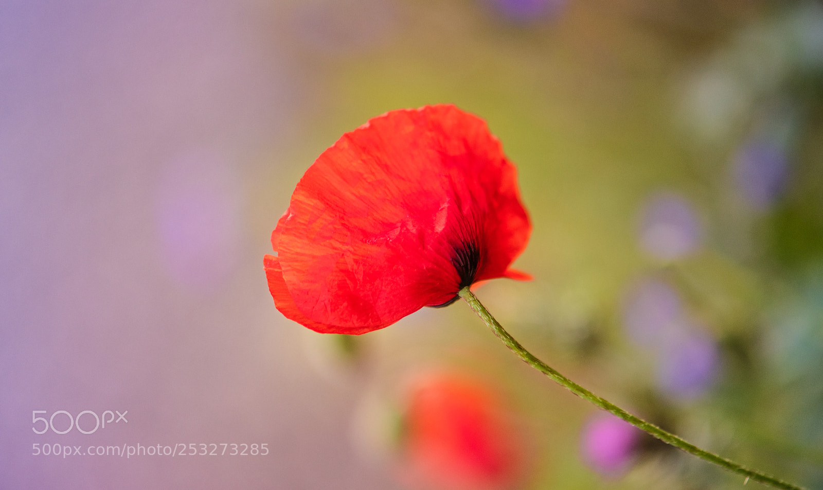 Nikon D850 sample photo. Simply red ... photography