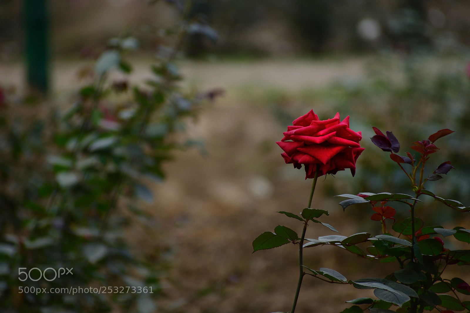 Nikon D5600 sample photo. Alone but red photography