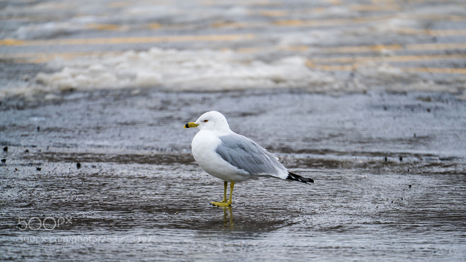 Sony a7R II sample photo. Seagull photography