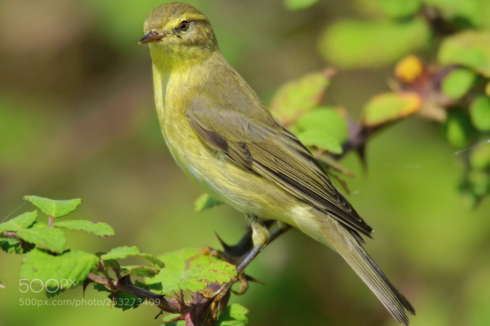 Sony ILCA-77M2 sample photo. Willow warbler/phylloscopus trochilus photography