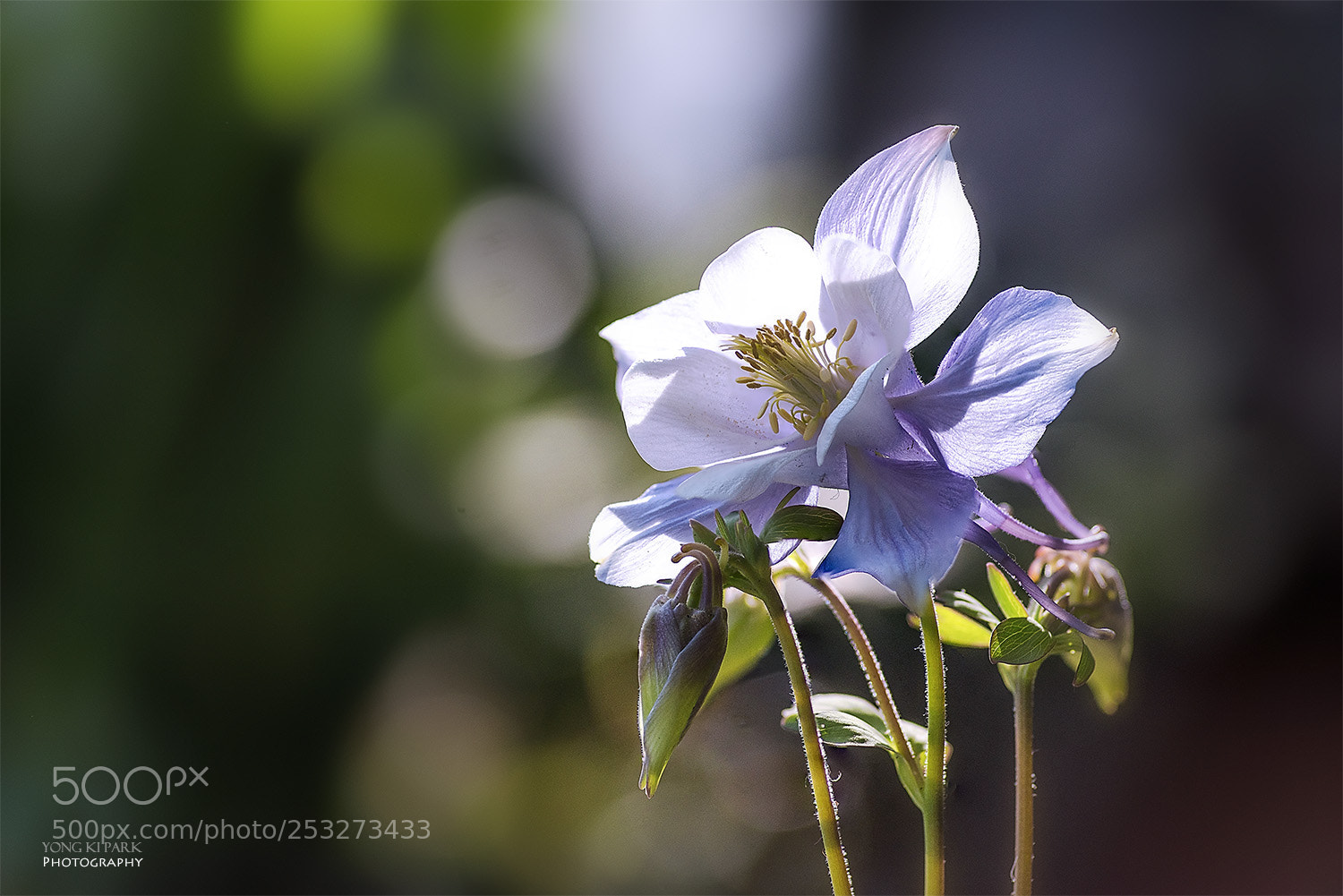 Pentax K-1 sample photo. Spring again-16 photography