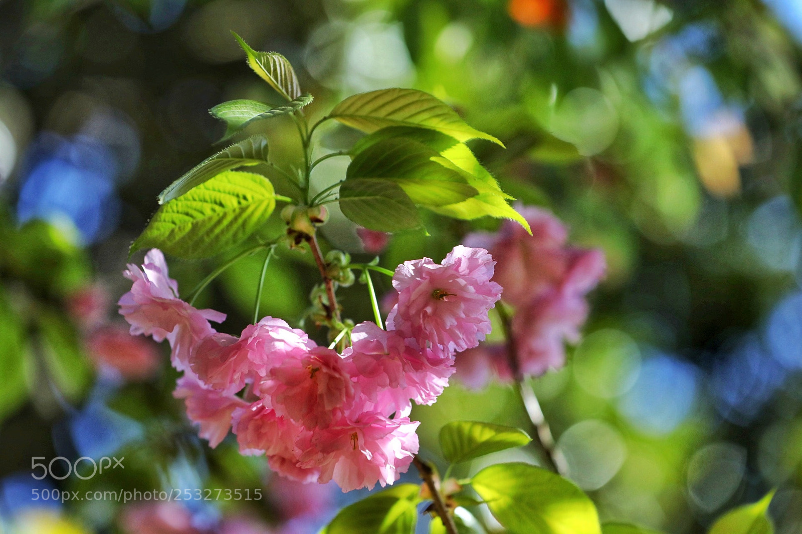 Canon EOS 5D Mark IV sample photo. 樱花 photography