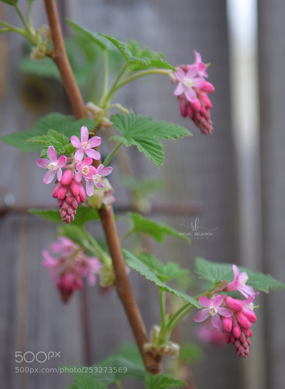 Nikon D5300 sample photo. Untitled photography