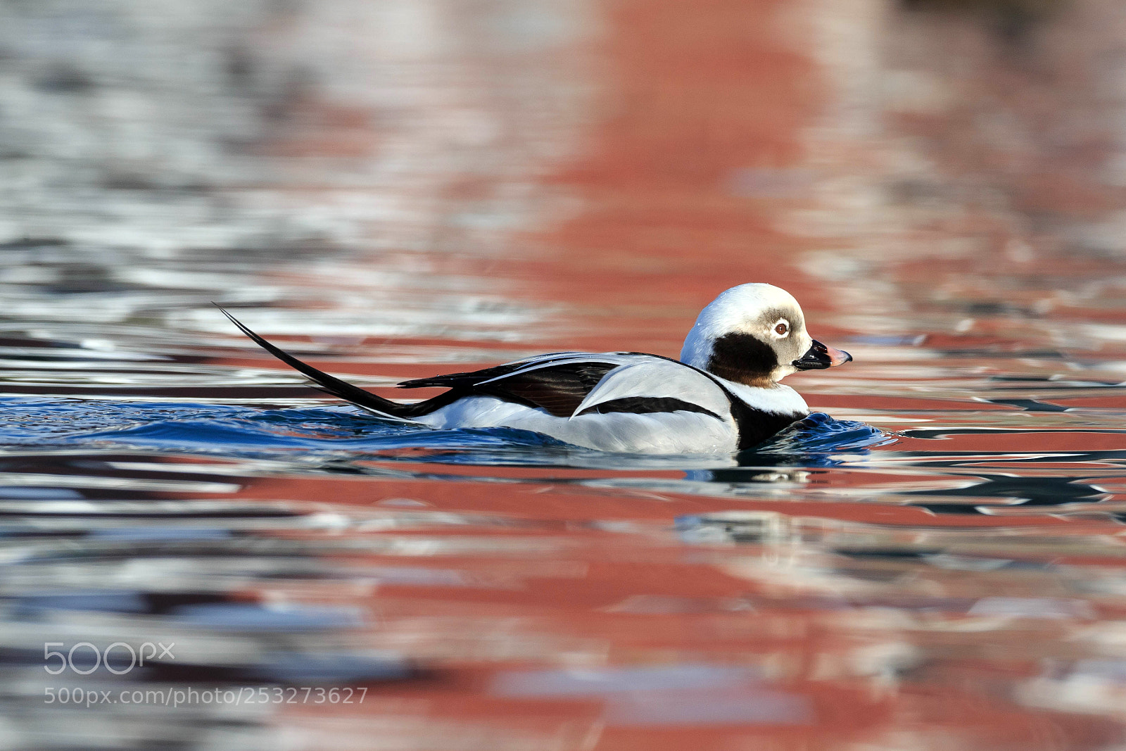 Canon EOS-1D X sample photo. Long-tailed duck photography