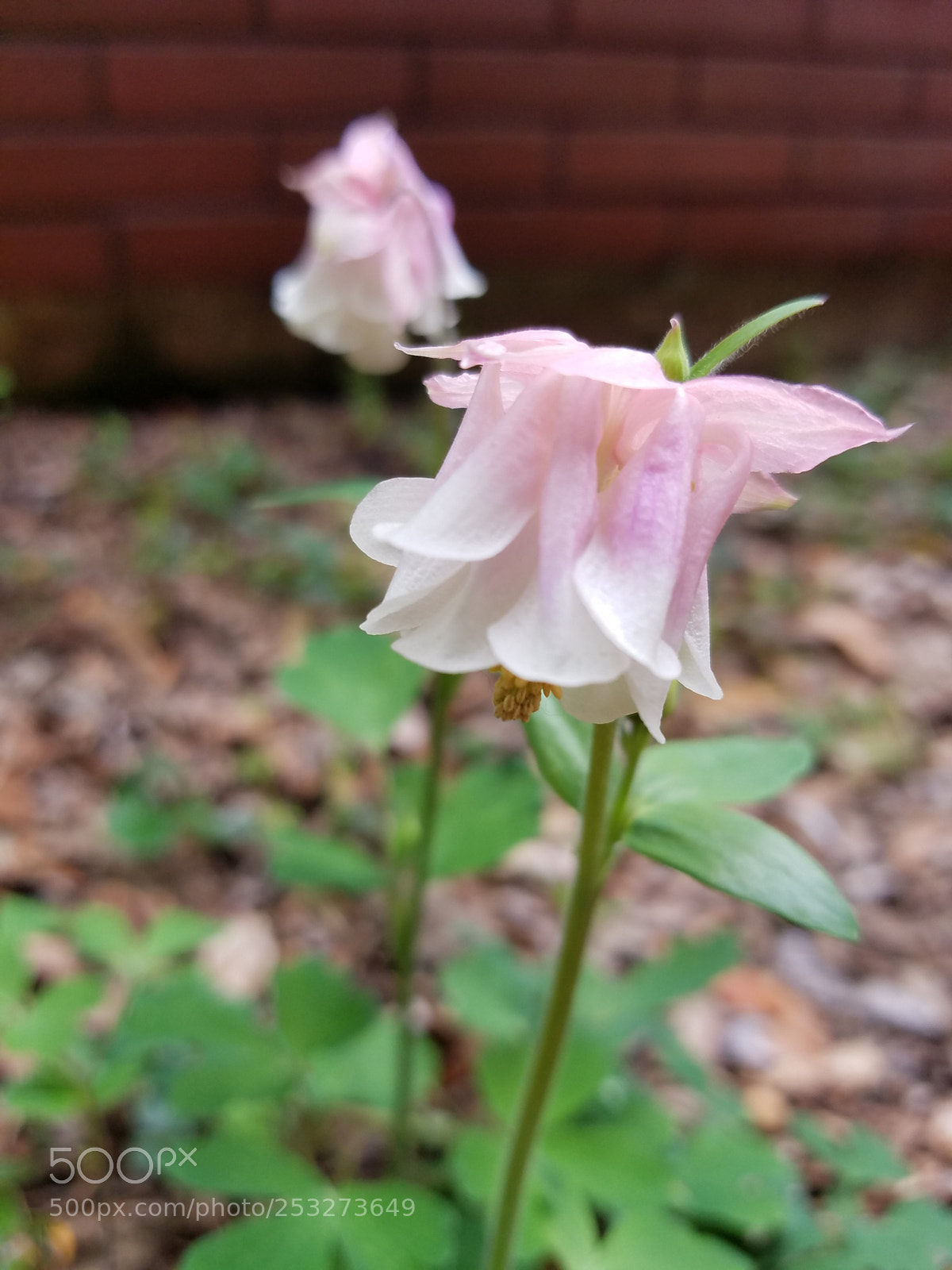 Samsung Galaxy S7 sample photo. Aquilegia photography