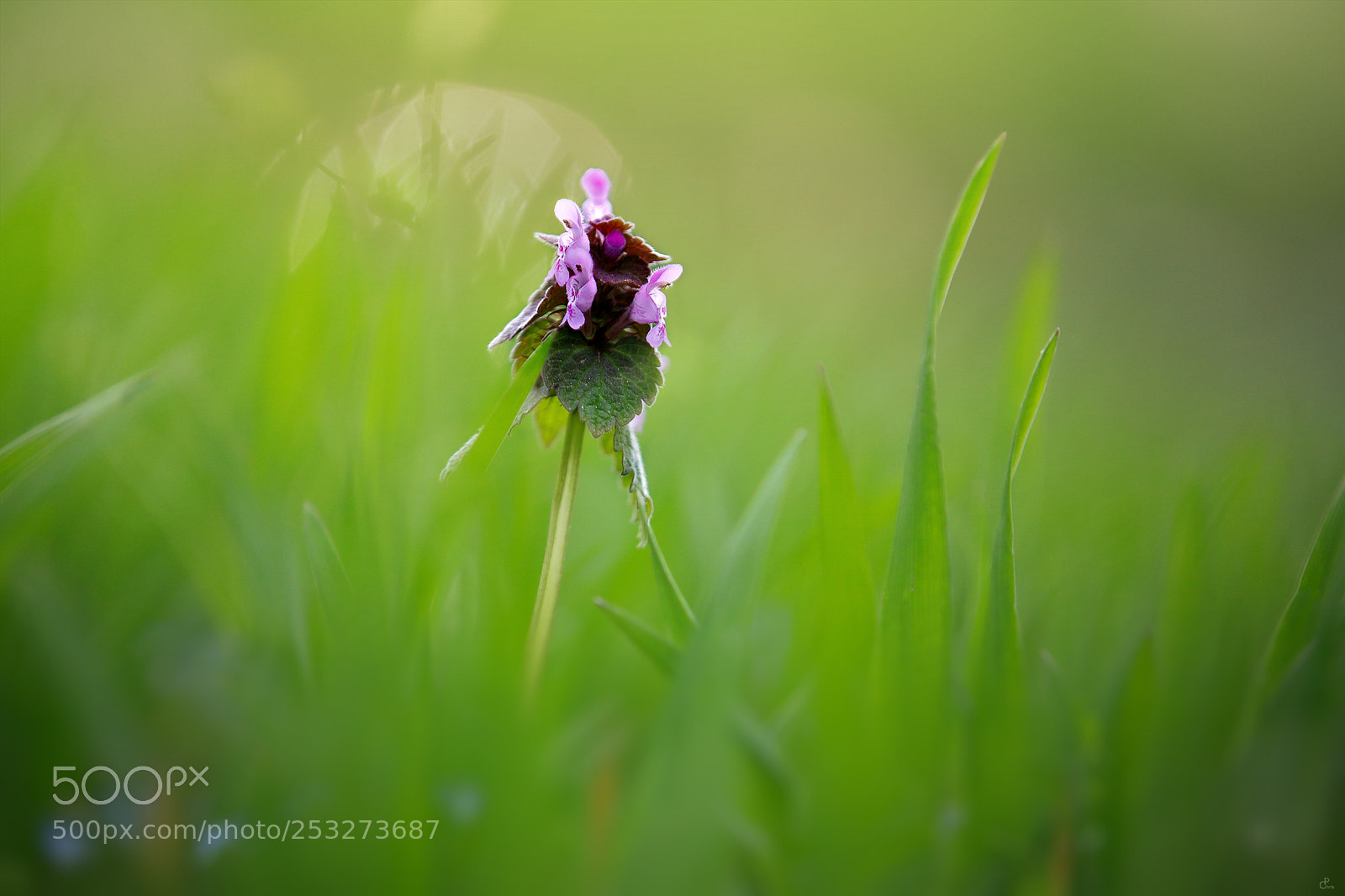 Canon EOS 5D Mark IV sample photo. Green... photography