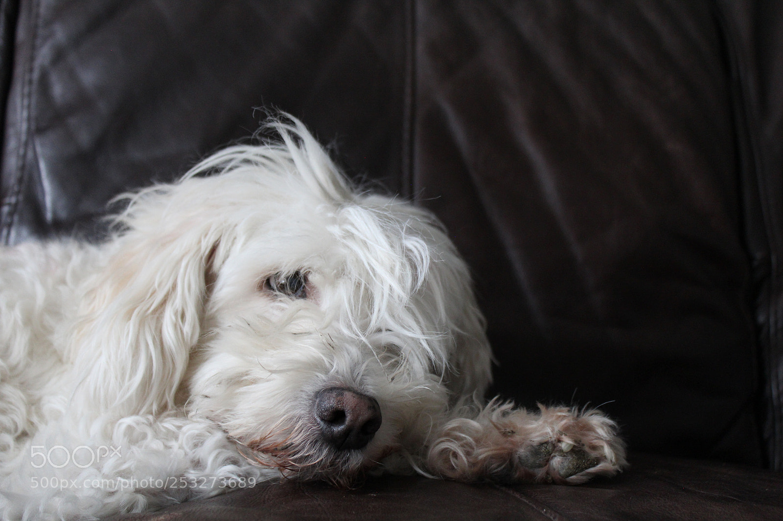 Canon EOS 600D (Rebel EOS T3i / EOS Kiss X5) sample photo. White dog photography