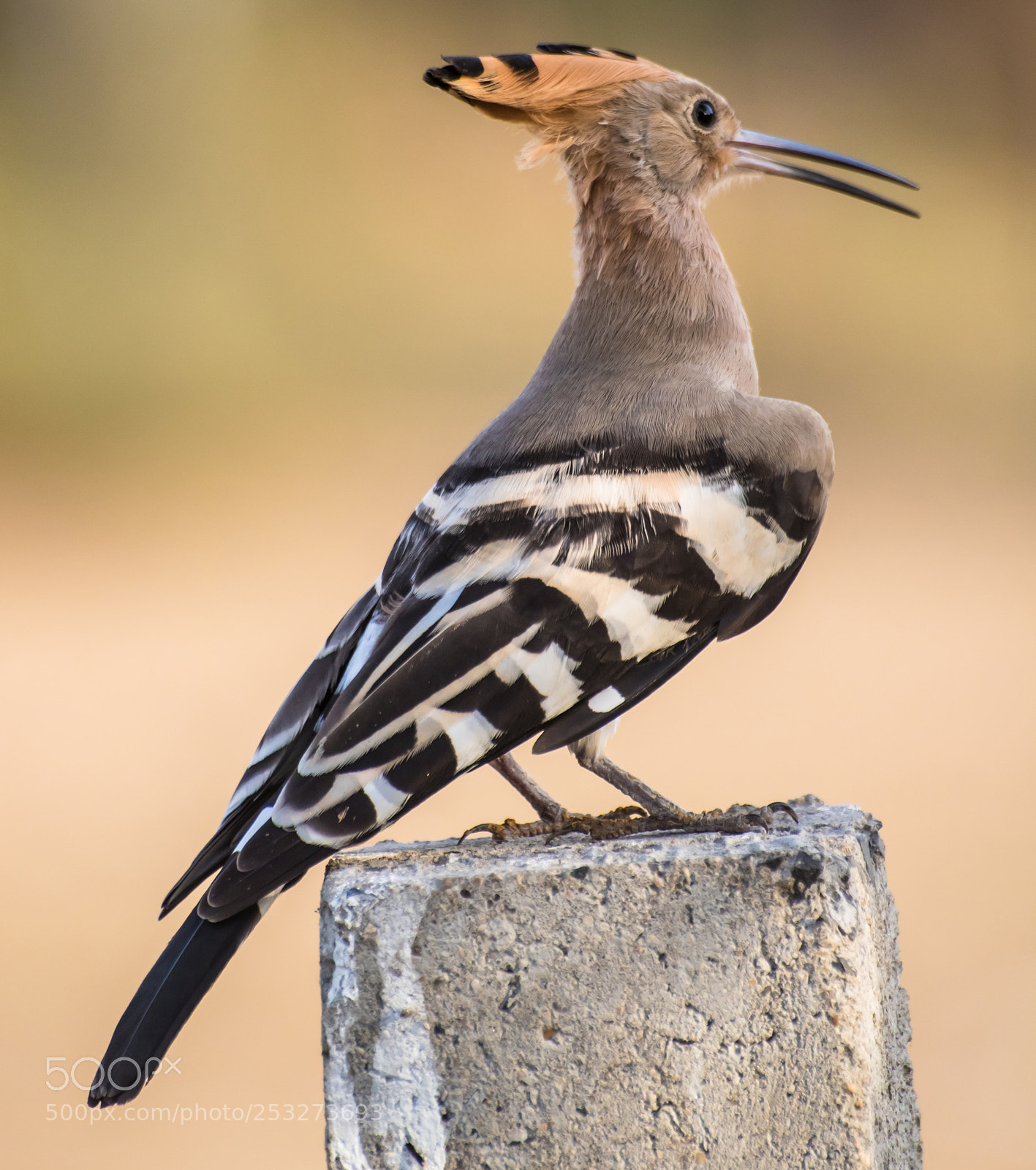 Canon EOS 750D (EOS Rebel T6i / EOS Kiss X8i) sample photo. The hoopoe photography