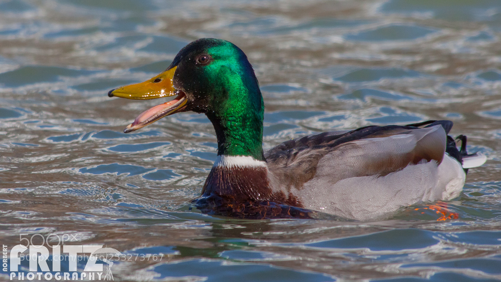 Canon EOS 50D sample photo. Stockente am inn in photography