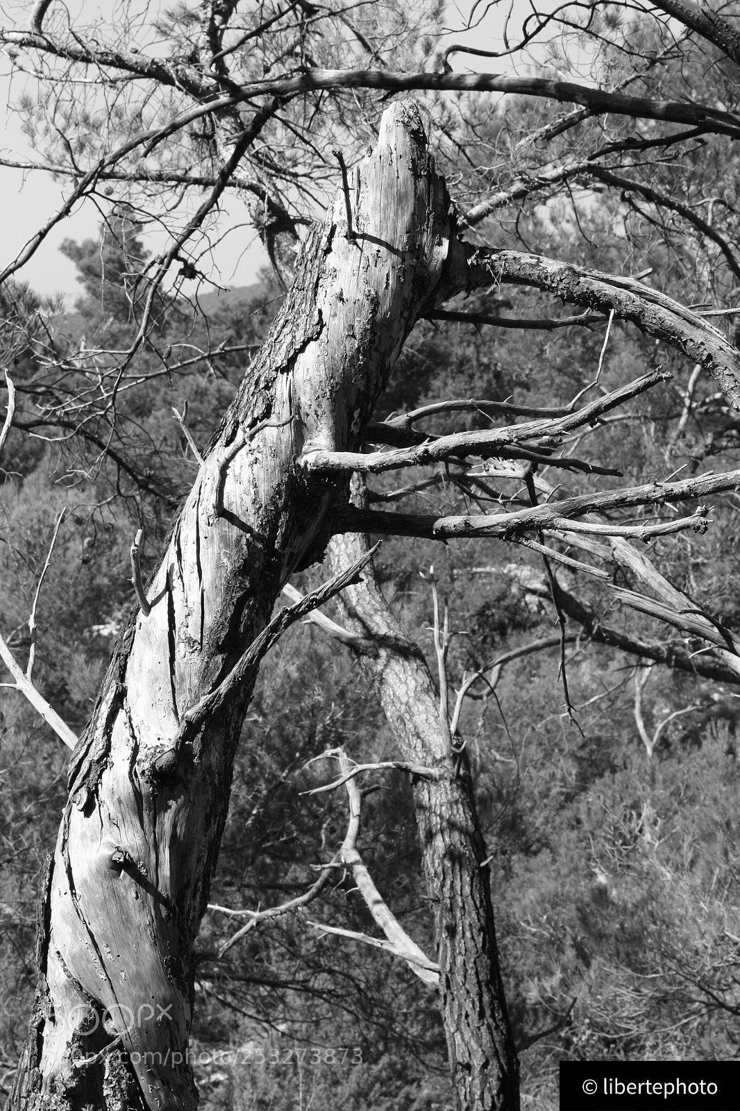 Canon EOS 450D (EOS Rebel XSi / EOS Kiss X2) sample photo. Siou blanc photography
