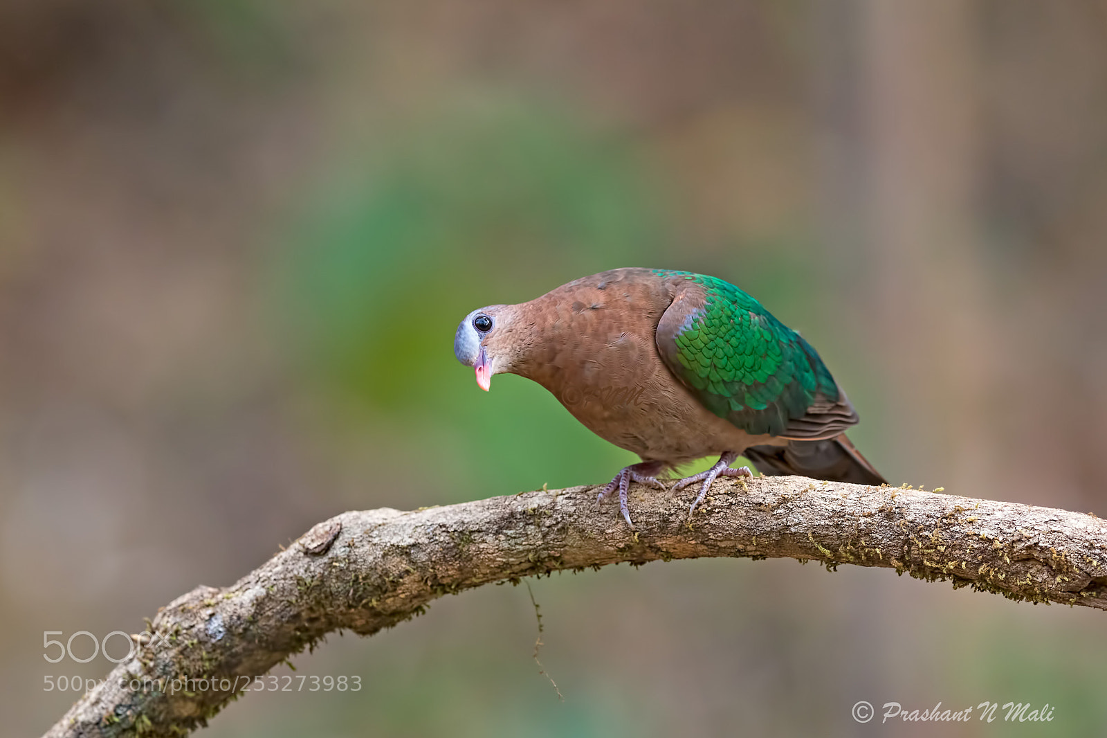 Canon EOS 5D Mark IV sample photo. Emeralddove photography