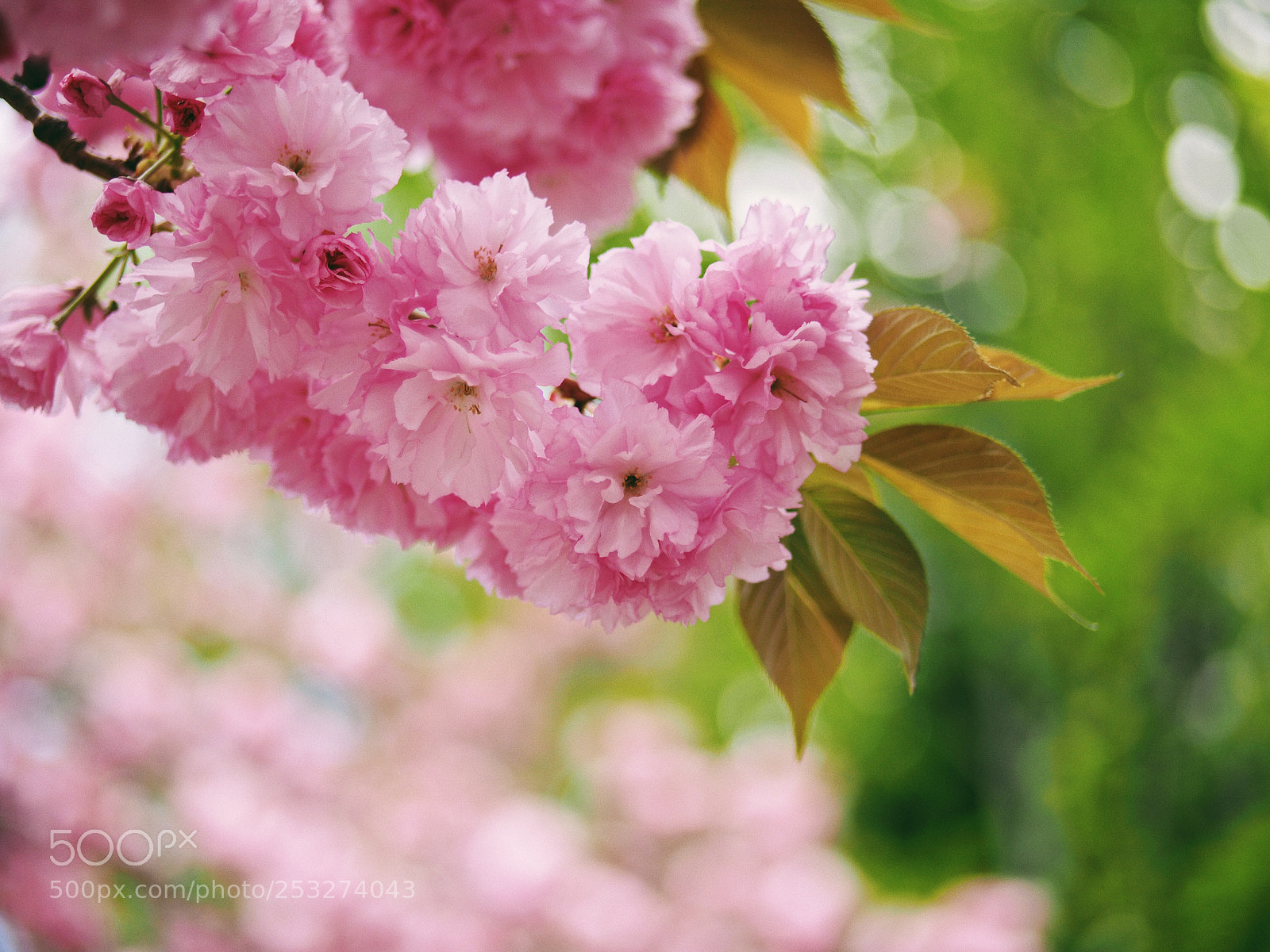 Olympus OM-D E-M10 II sample photo. Double-flowered sakura photography
