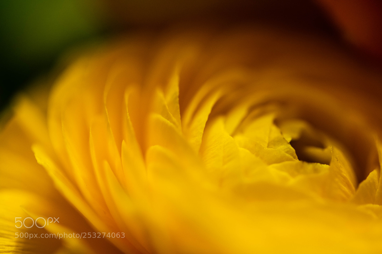 Canon EOS 6D Mark II sample photo. 2018-101 petals photography