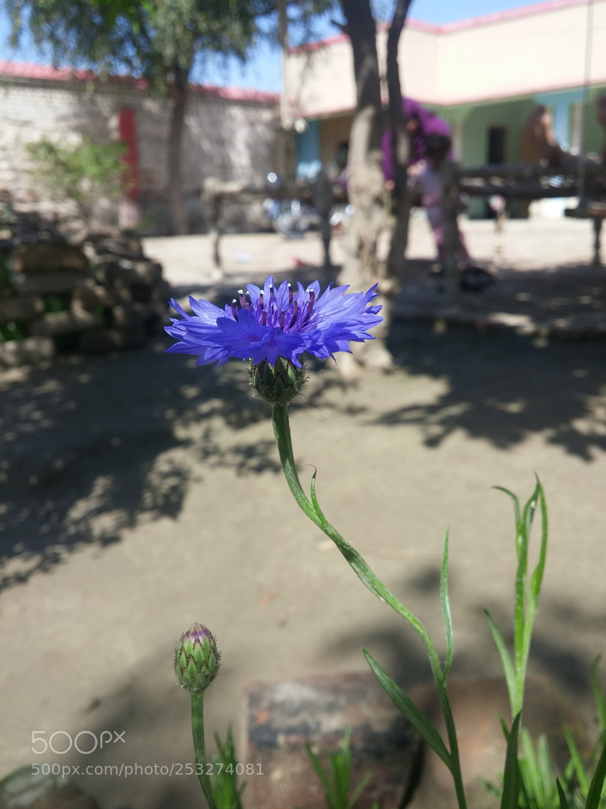 LG G3 sample photo. Blue flower photography
