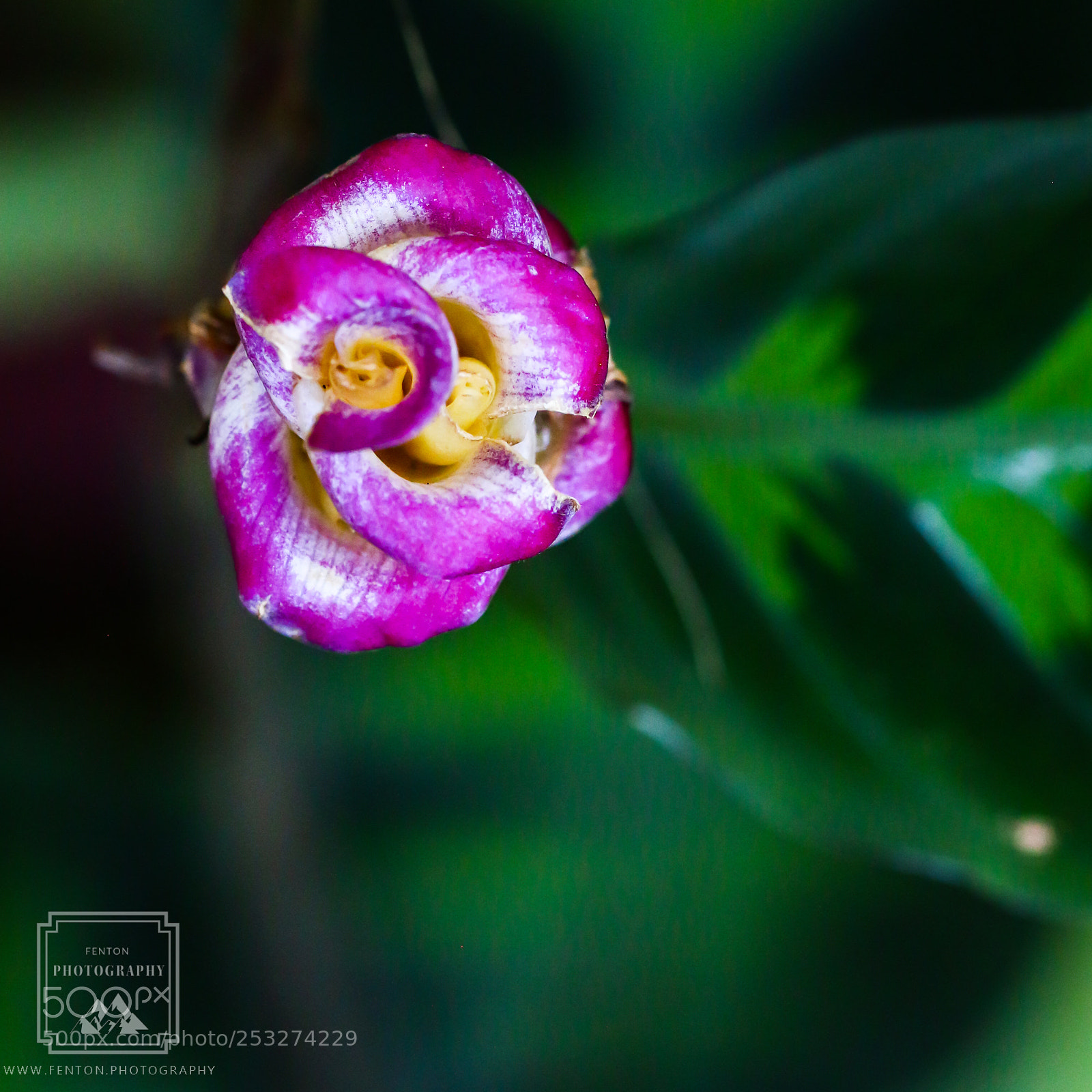 Canon EOS 70D sample photo. Tiered orchid photography