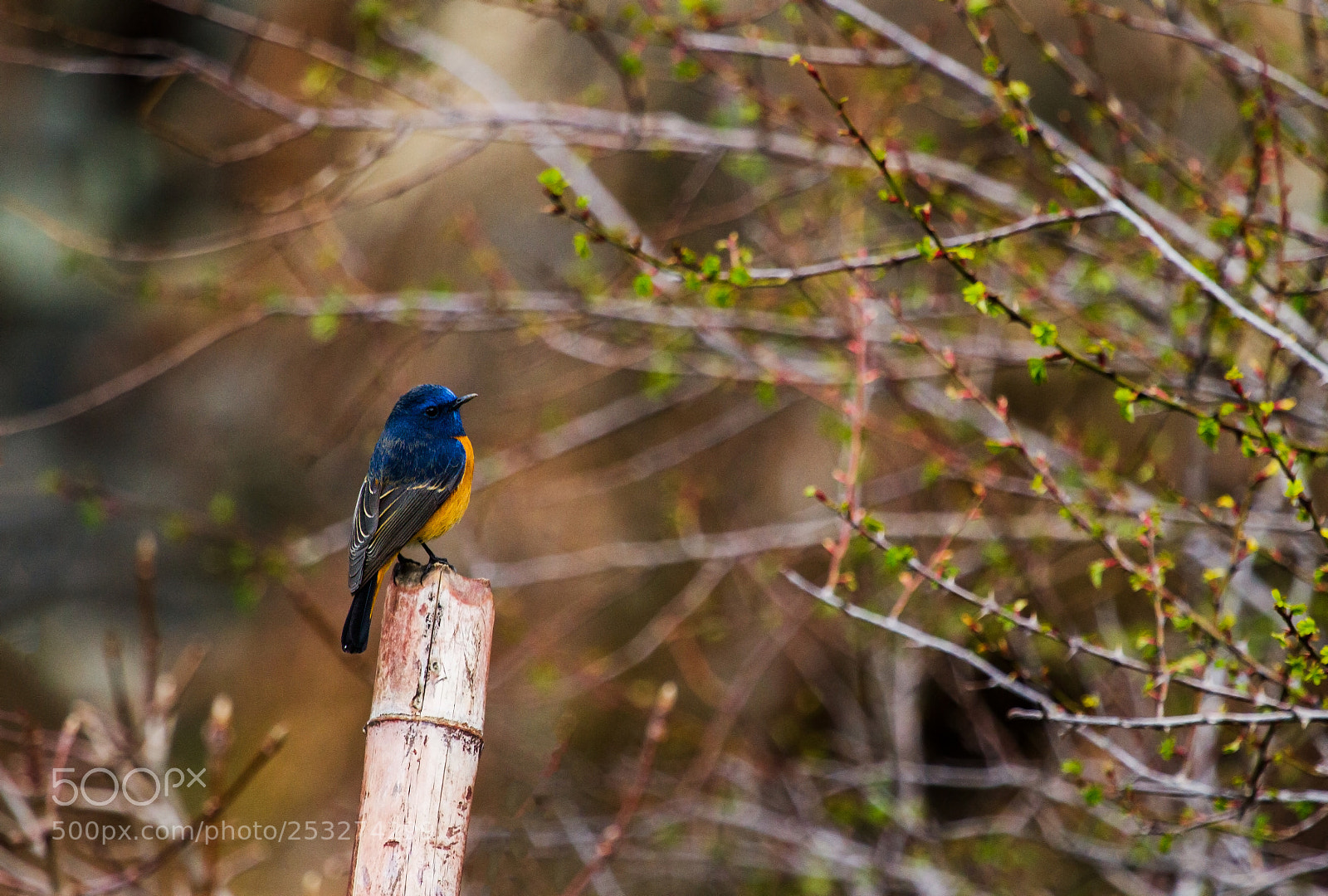 Canon EOS 7D sample photo. Blue-fronted redstart photography