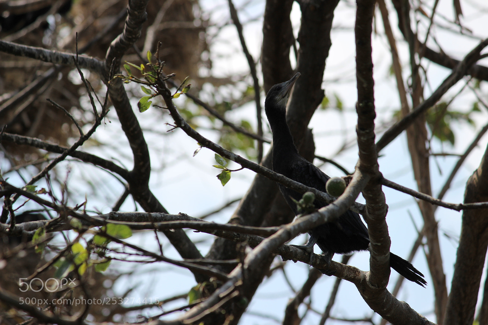 Canon EF-S 55-250mm F4-5.6 IS II sample photo. Img photography