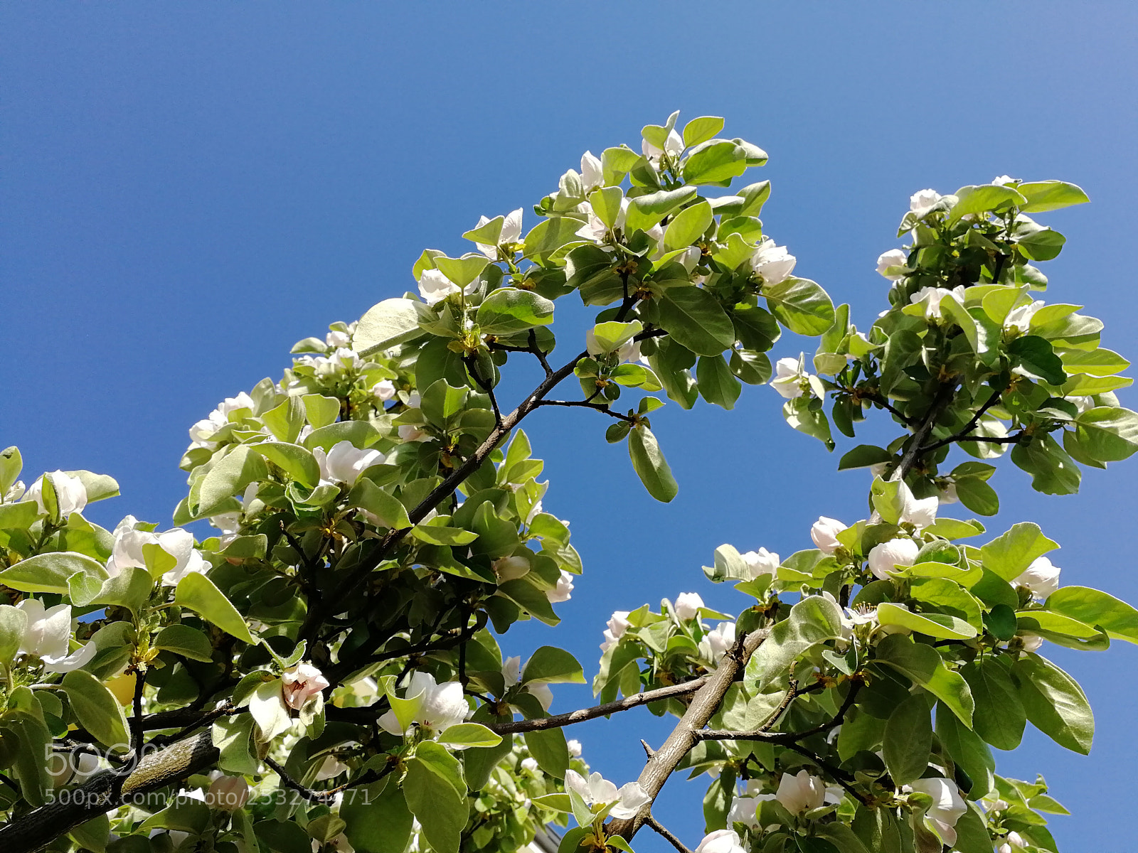 HUAWEI Honor 9 sample photo. Untitled photography
