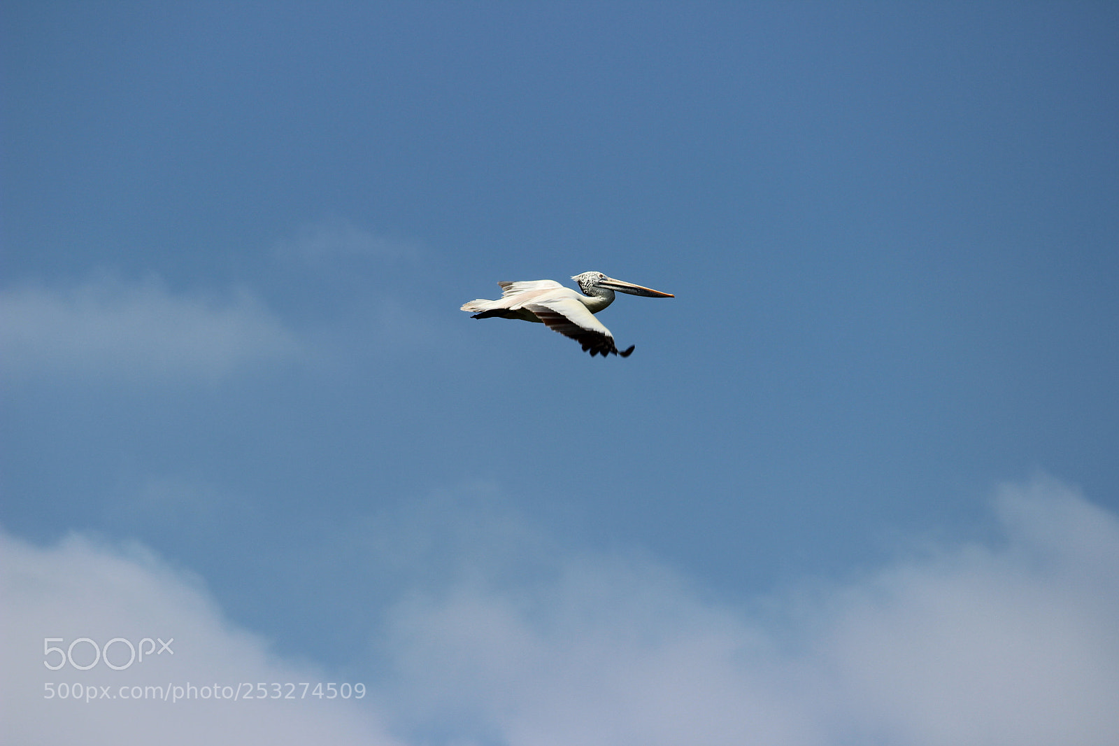 Canon EF-S 55-250mm F4-5.6 IS II sample photo. Img photography