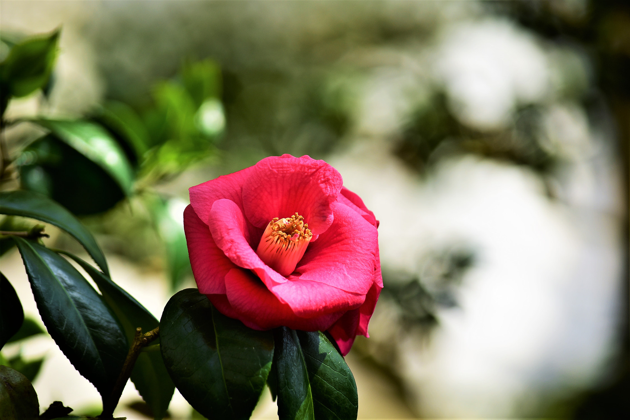 Nikon D5500 sample photo. Akai tsubaki♪ photography