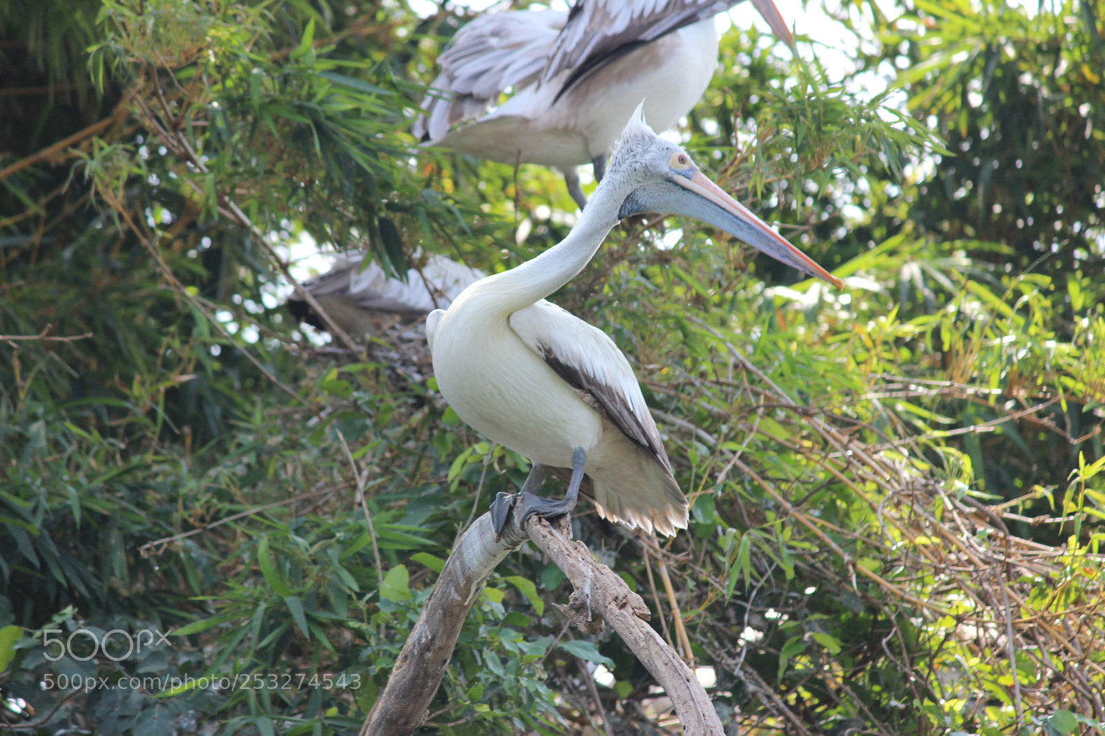 Canon EF-S 55-250mm F4-5.6 IS II sample photo. Img photography