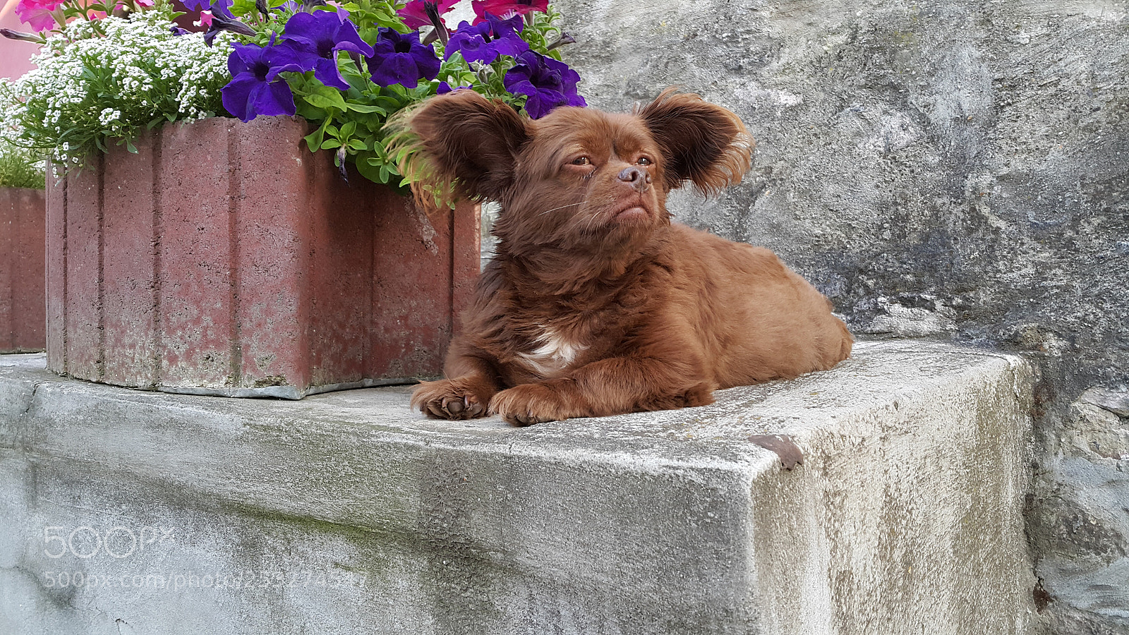 Samsung Galaxy Note4 sample photo. Wise dog.jpg photography