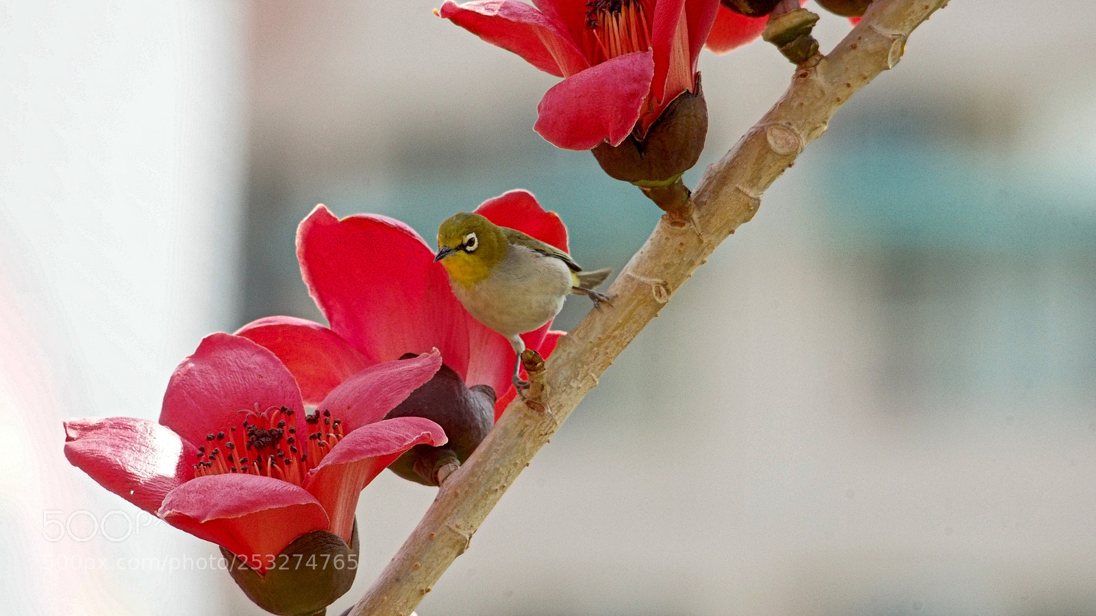 Olympus OM-D E-M5 sample photo. Small bird photography