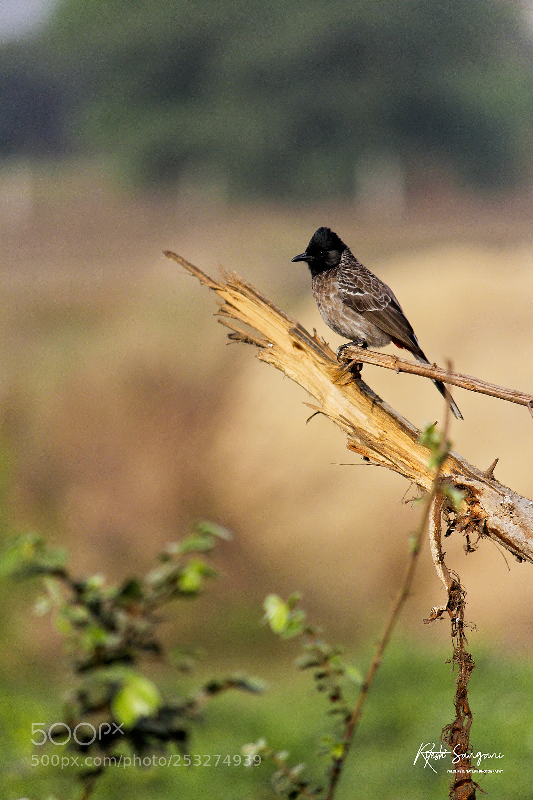 Canon EOS 700D (EOS Rebel T5i / EOS Kiss X7i) sample photo. Red-vented bulbul.....! photography
