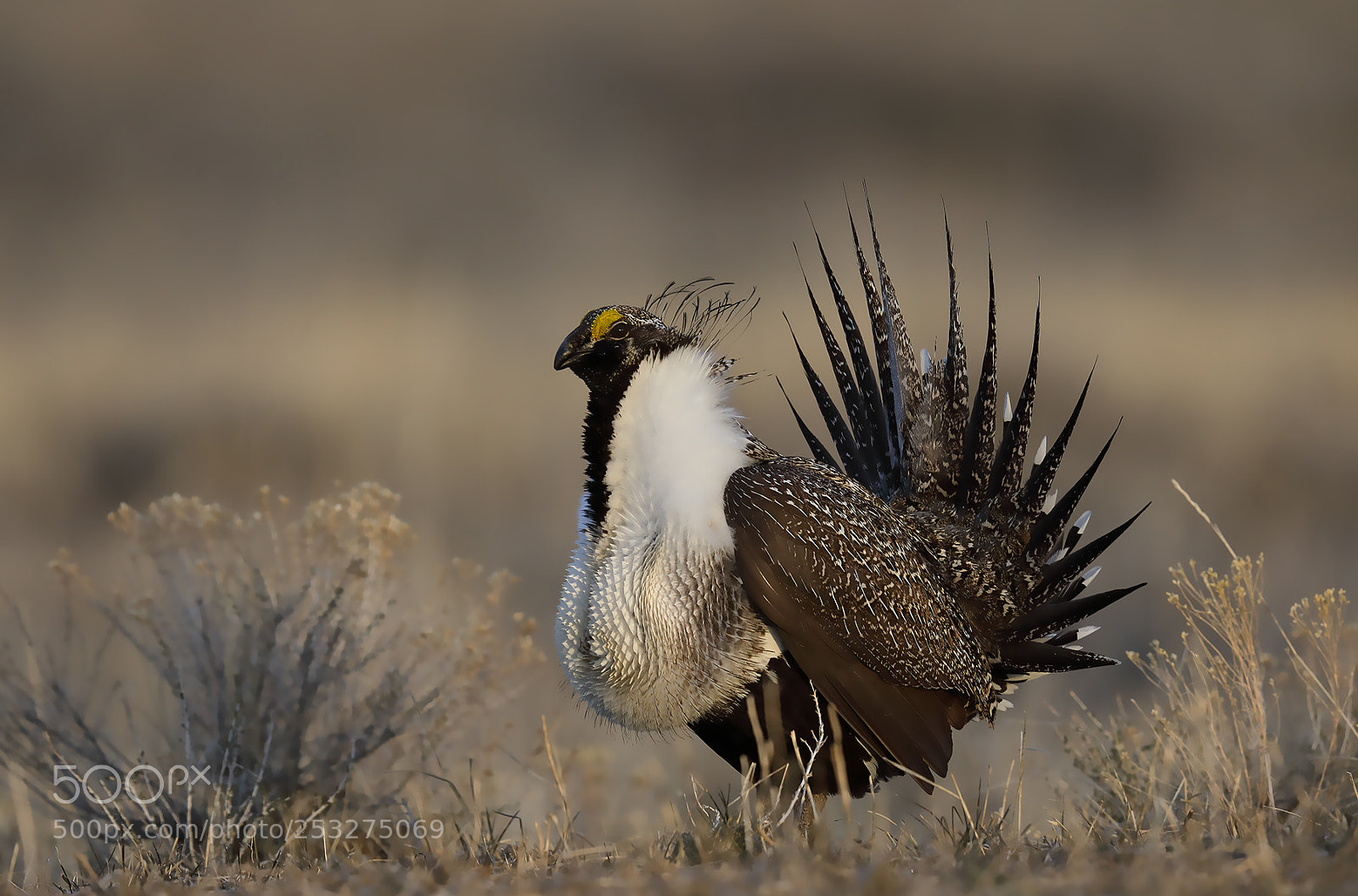 Canon EOS 5D Mark IV sample photo. Sage grouse photography