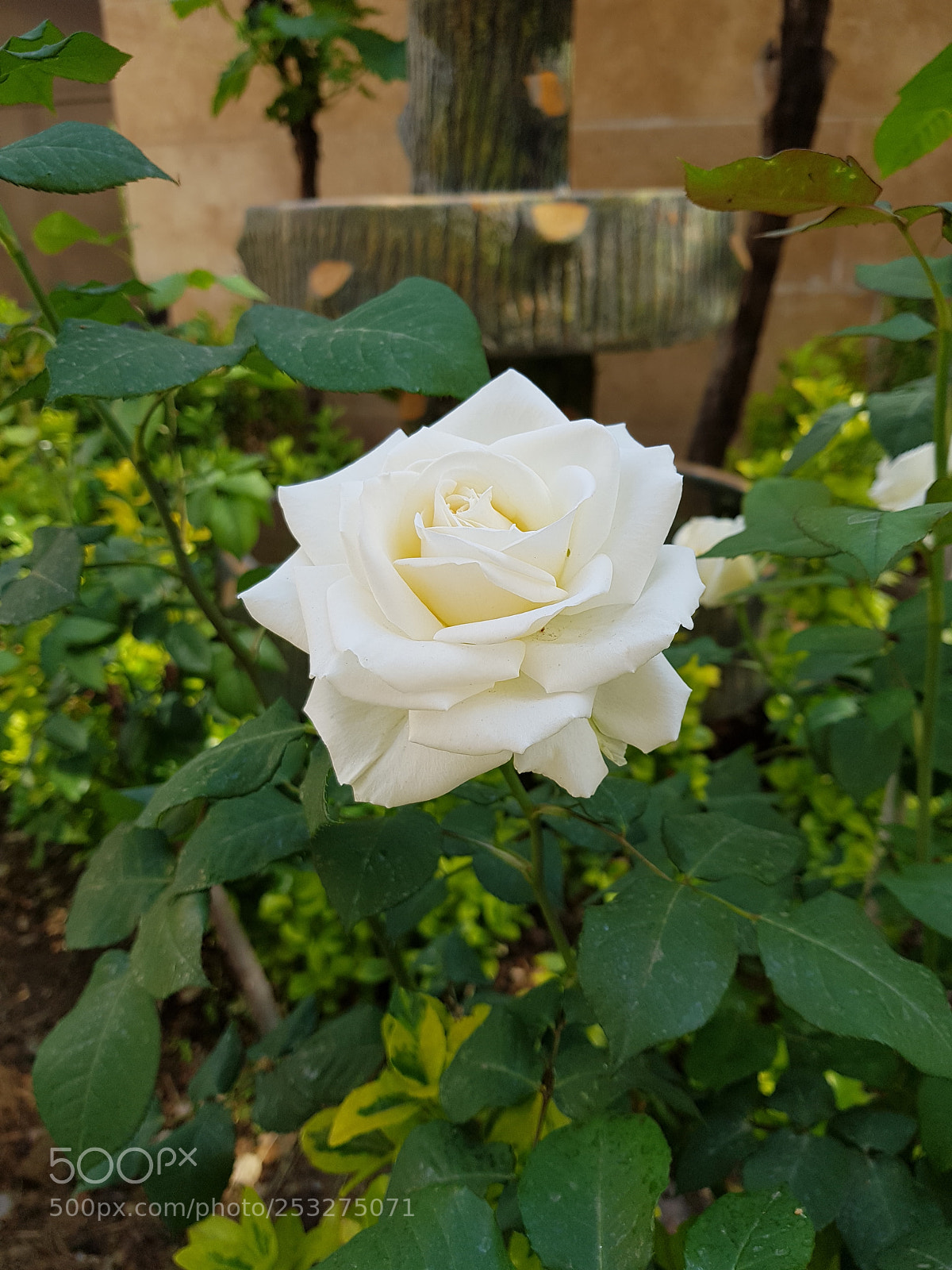 Samsung Galaxy S8+ sample photo. Untitled photography