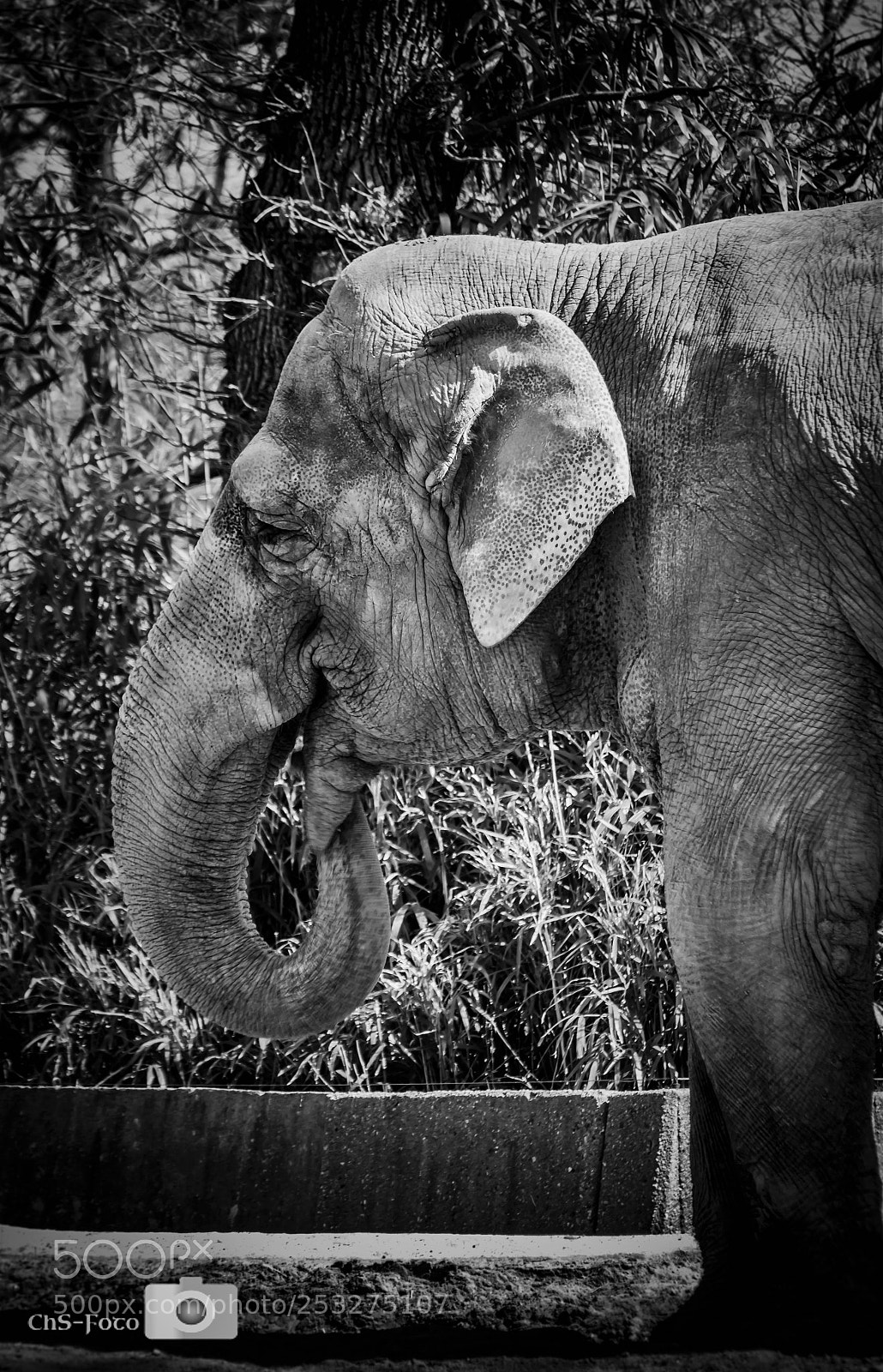 Canon EOS 550D (EOS Rebel T2i / EOS Kiss X4) sample photo. Elefant sw (von ) photography