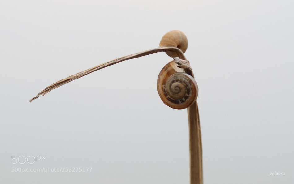Samsung NX30 sample photo. ... photography