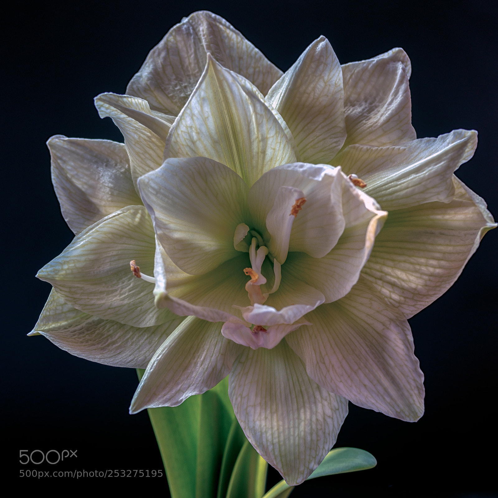 Sony Cyber-shot DSC-RX1R II sample photo. Amaryllis photography