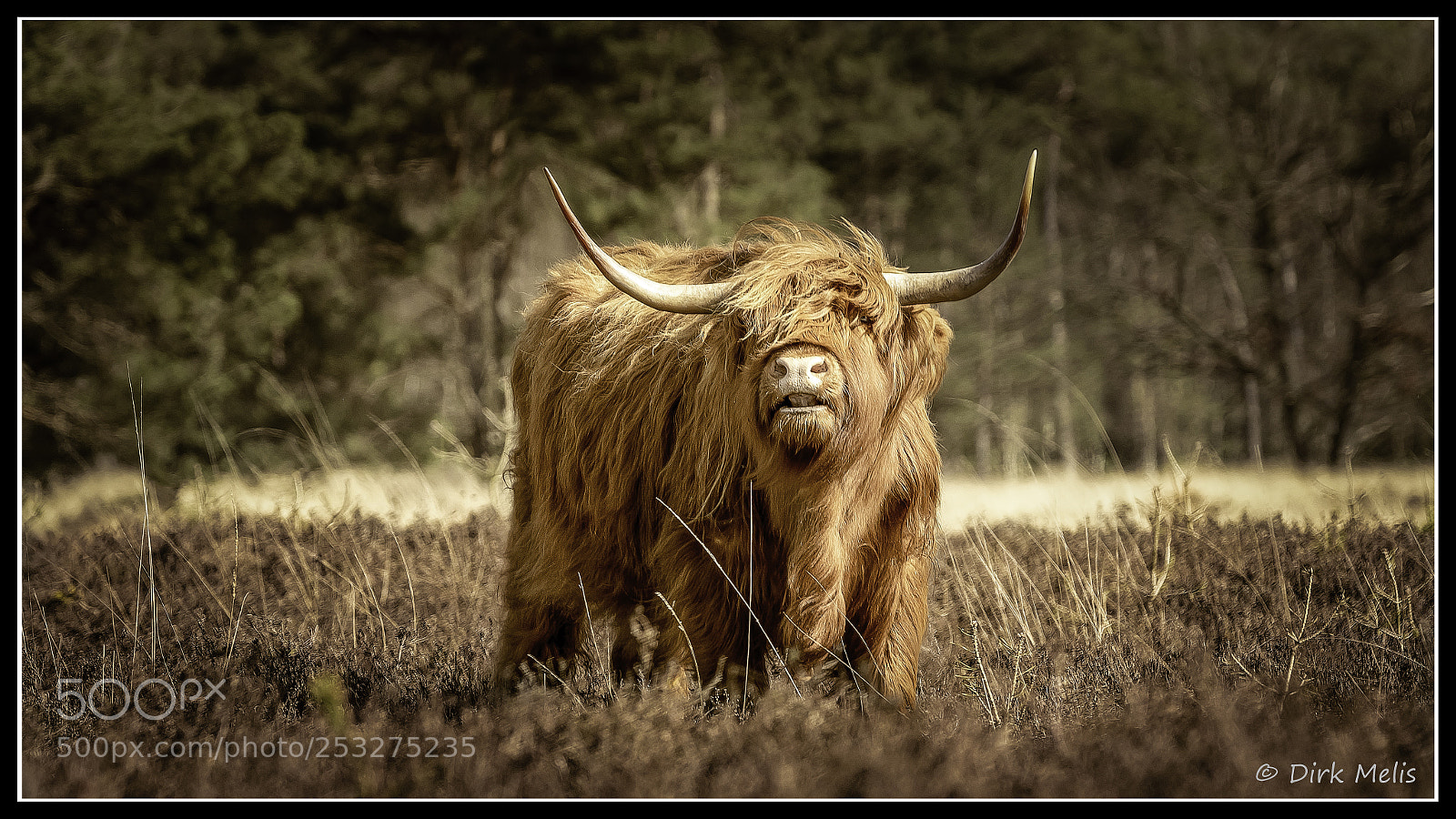 Canon EOS 7D Mark II sample photo. Highland cattle photography
