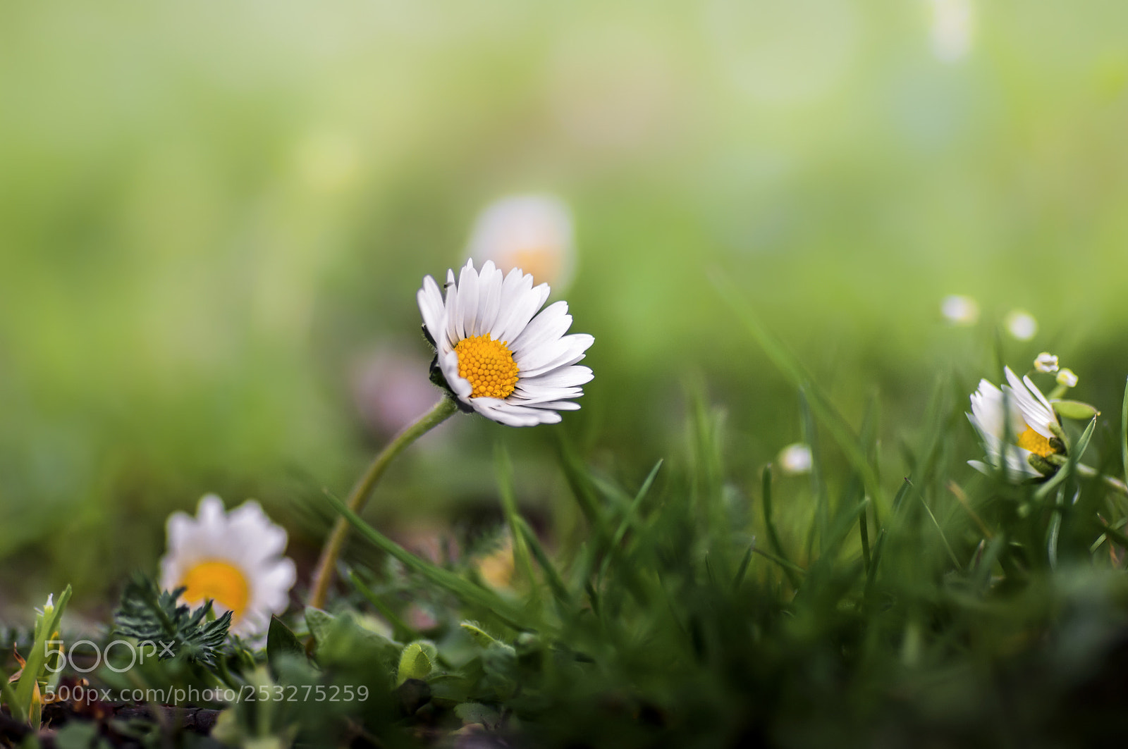 Nikon D2X sample photo. Forest etude photography