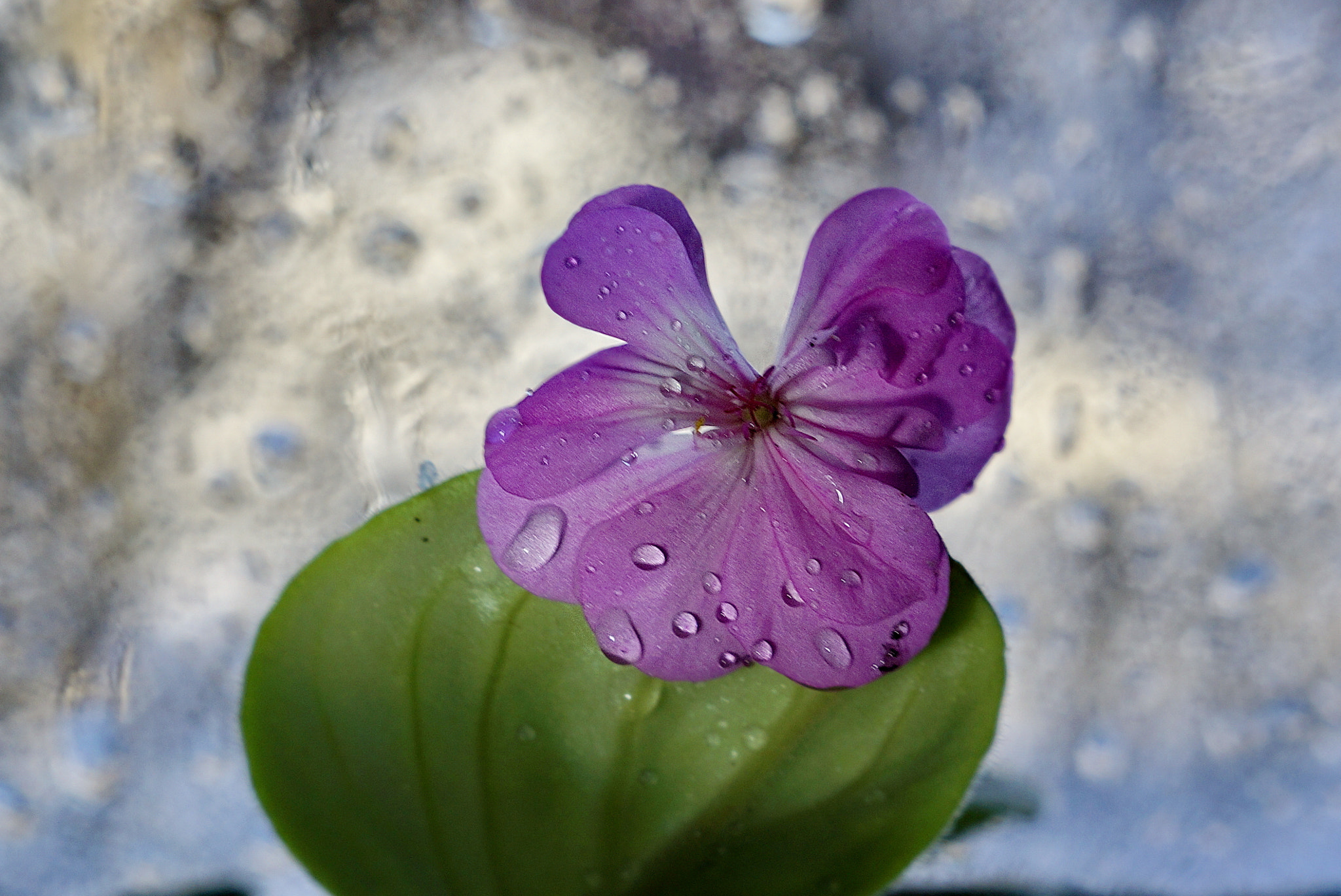 Sony SLT-A65 (SLT-A65V) + Minolta AF 50mm F1.7 sample photo. цветик photography