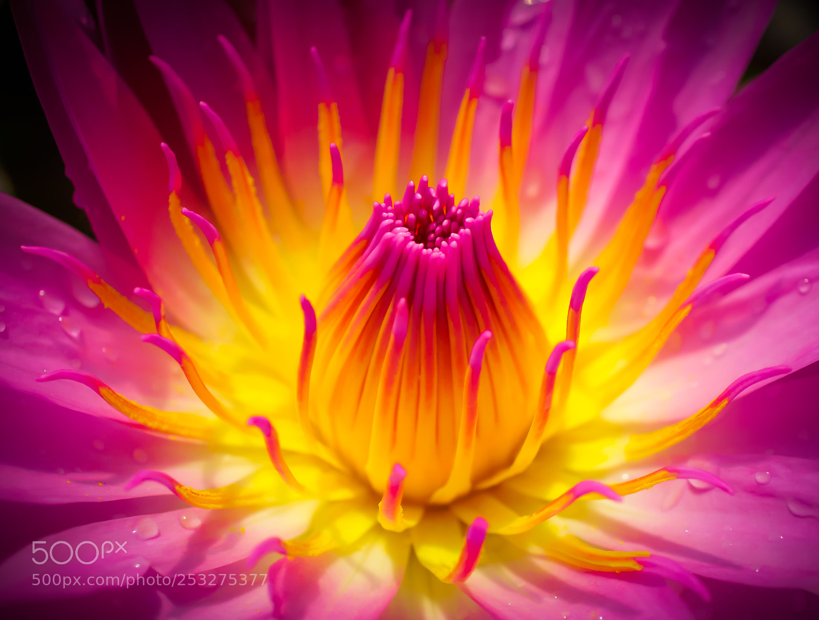 Sony a6000 sample photo. Burning heart photography